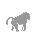 Baboon