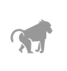Baboon